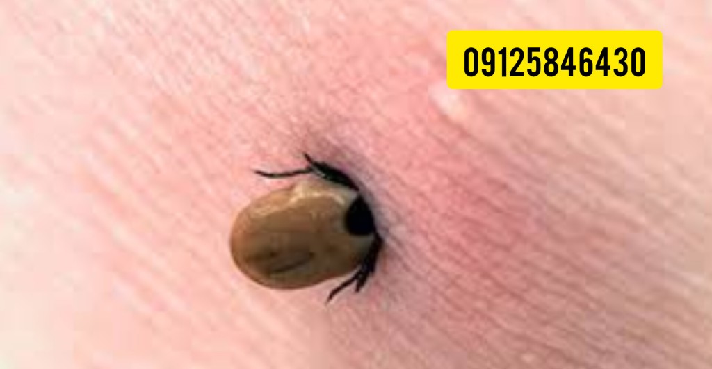کنه کبوتر 