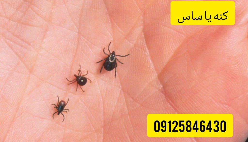 کنه ای که از درز انقطاع وارد ساختمان میشود.