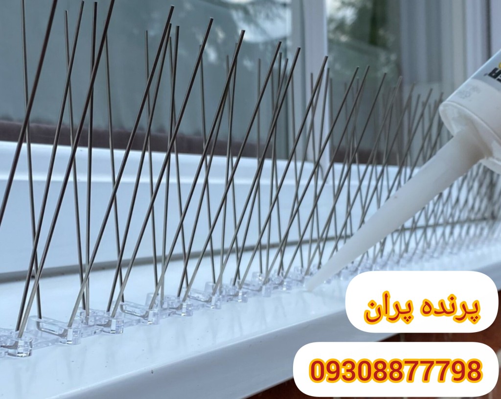 قیمت کبوتر پران