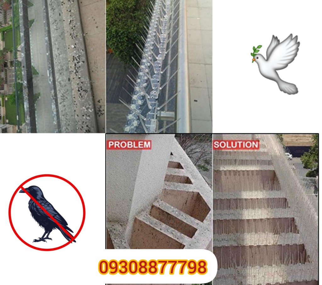 تصویر بعد از نصب کبوتر پران