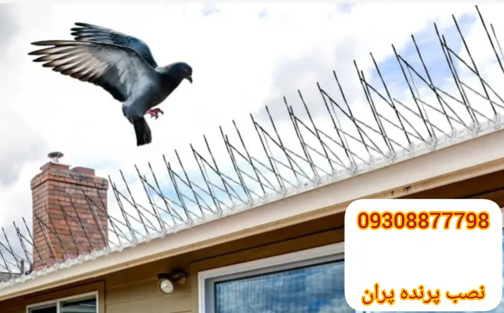 فراری دادن کبوتر با پرنده پران