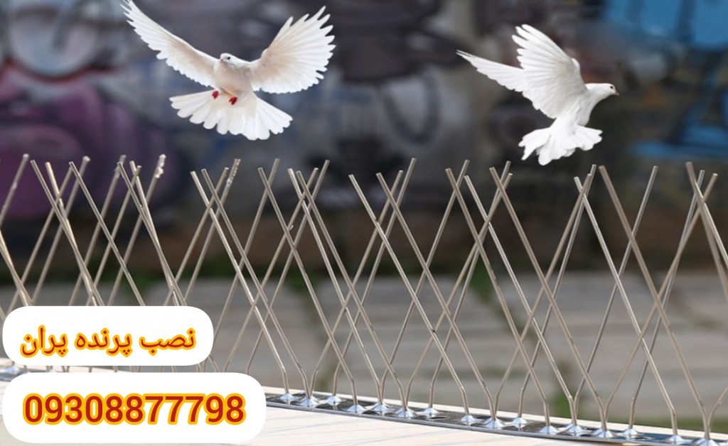 خرید پرنده پران
