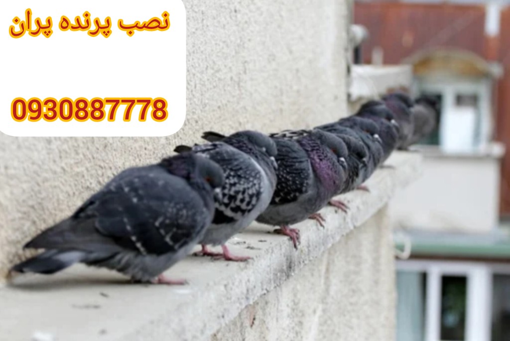 مکان نشستن کبوترها روی ساختمان