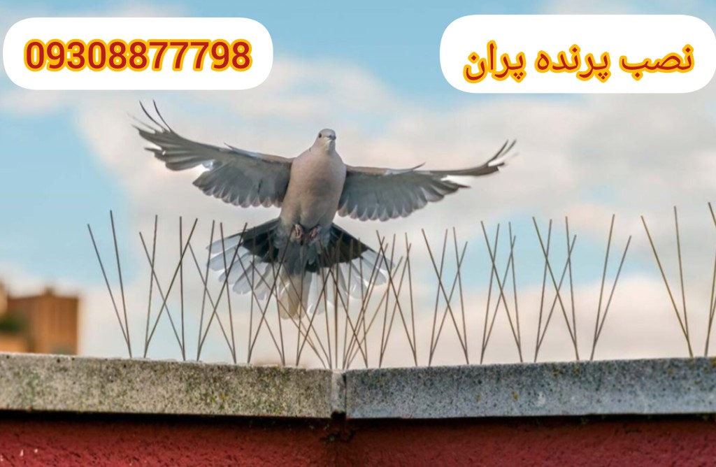 کبوتر در حال نشستن روی کبوتر پران