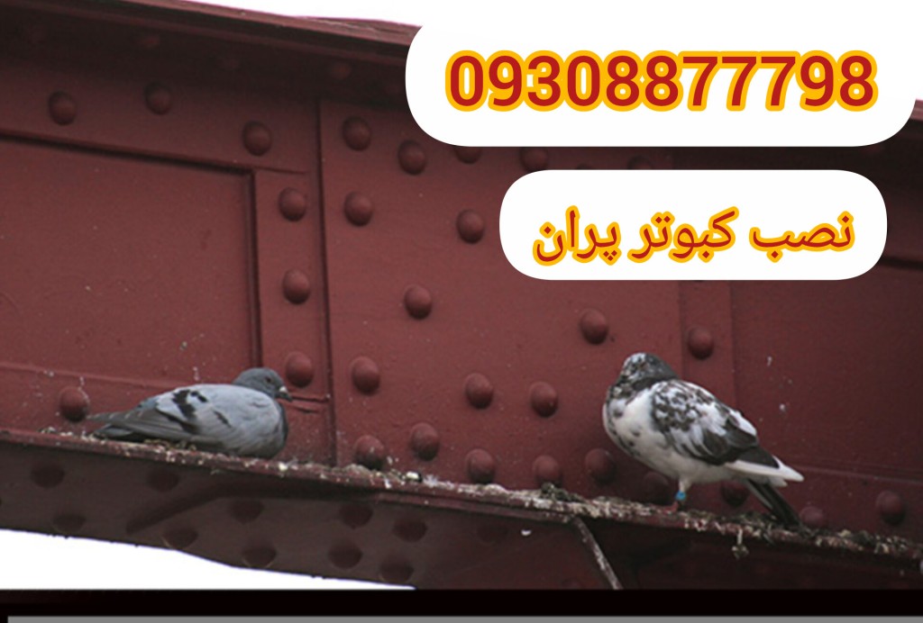 فراری دادن کبوتر 