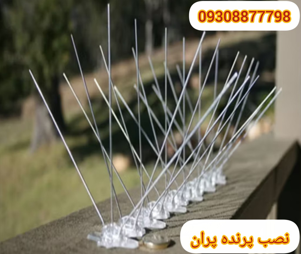 قیمت پرنده پران 