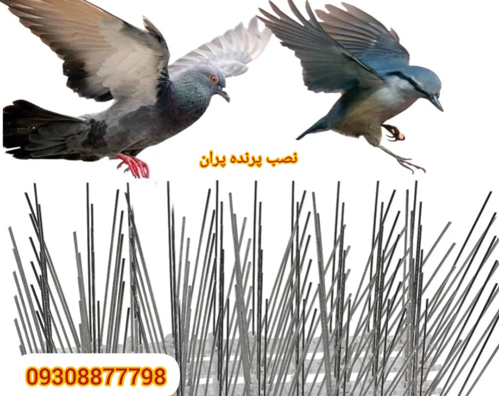 فرار کردن کبوتر با نصب پرنده پران روی بنای ساختمان